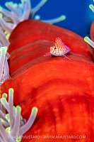 Not An Anemonefish, Egypt