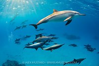 Spinner Dolphins, Egypt