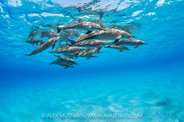 Spinner Dolphins, Egypt