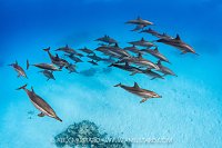 Spinner Dolphins, Egypt