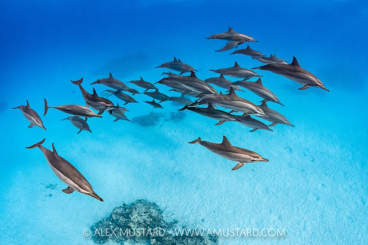 Spinner Dolphins, Egypt