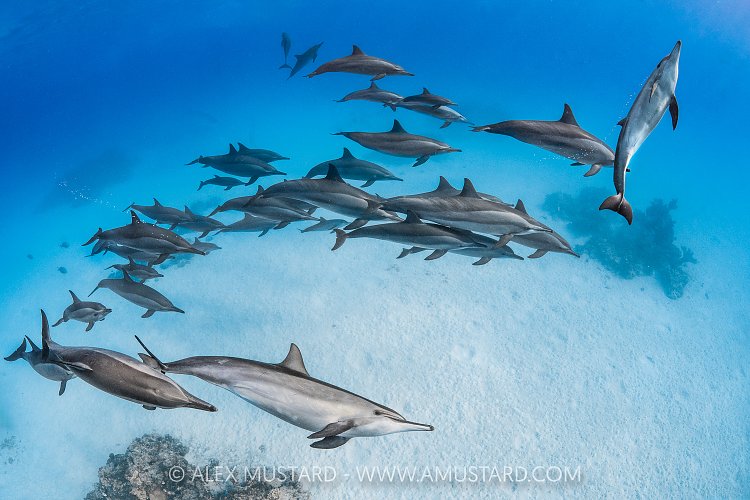 Spinner Dolphins, Egypt