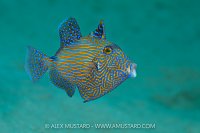 Juvenile Triggerfish, Egypt