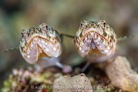 Lizardfish Pair, Egypt