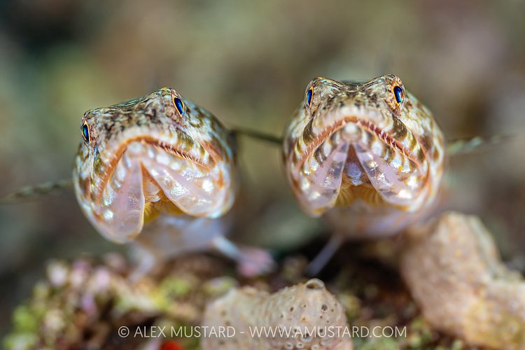 Lizardfish Pair, Egypt