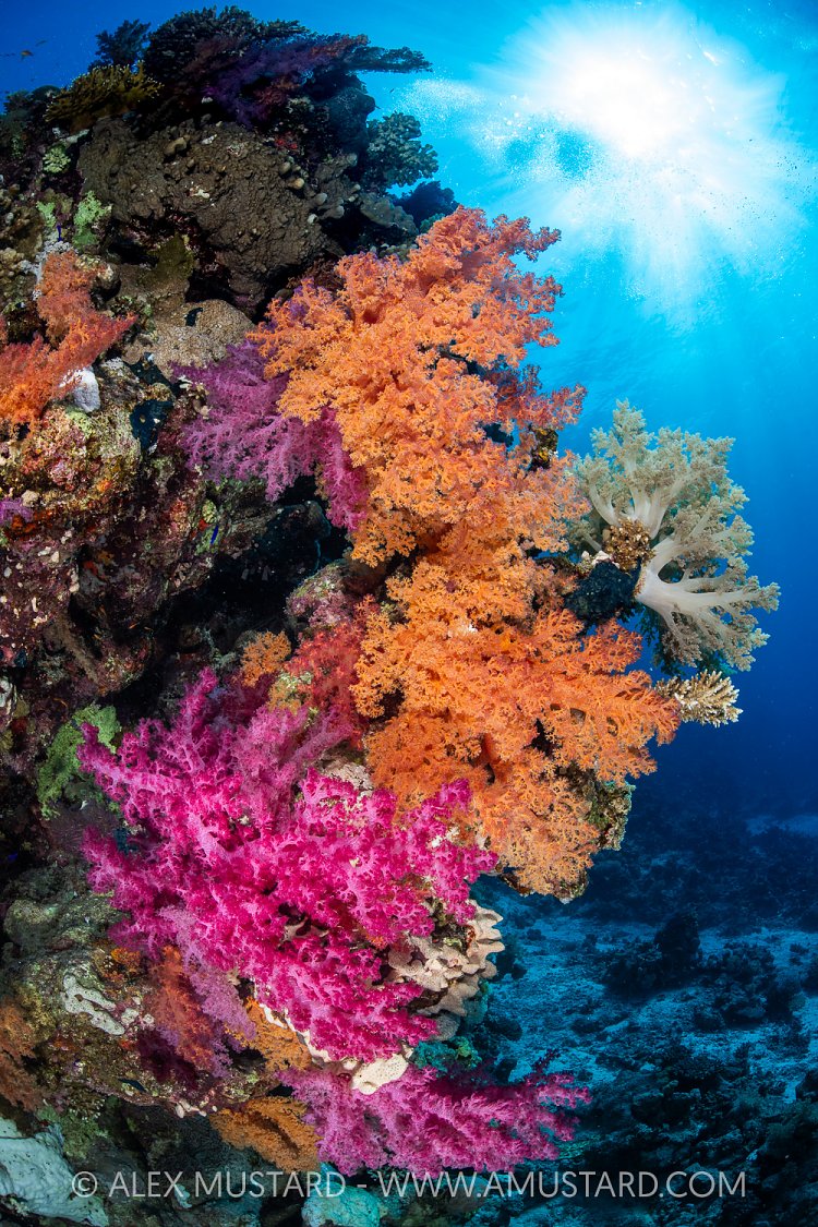 Reef Colour, Egypt