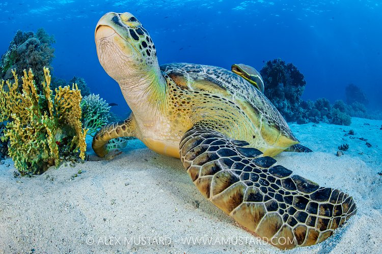 Green Turtle With Shark Sucker, Egypt