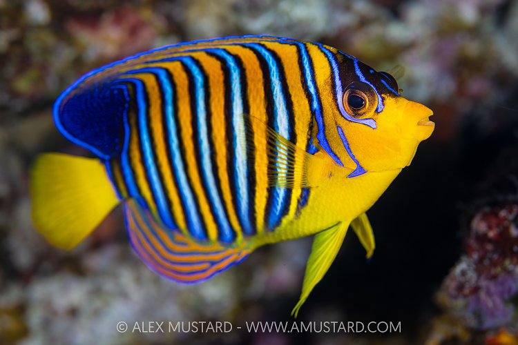 Regal Angelfiish, Egypt