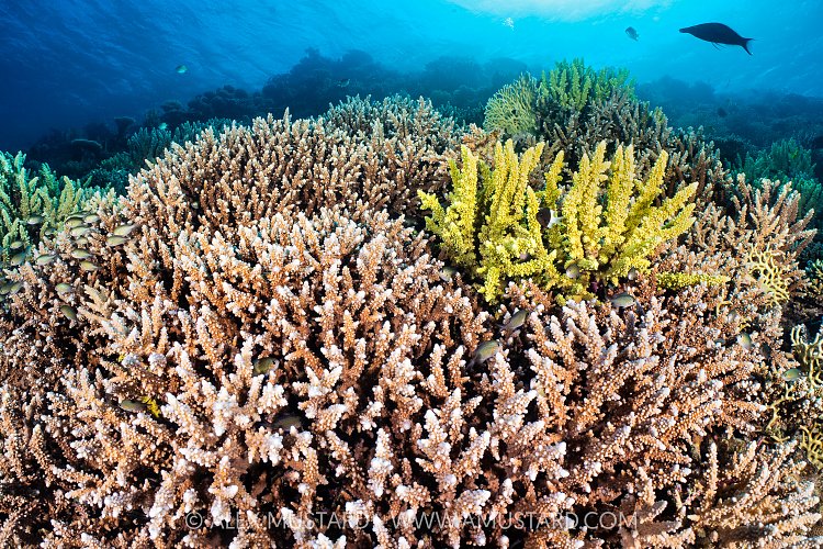 Hard Coral Garden, Egypt