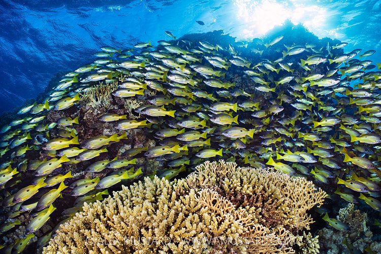 Snapper Swarm, Egypt