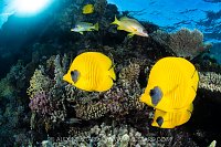 Butterflyfish On The Reef, Egypt