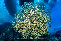Goatfish School, Egypt