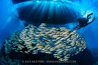Divers With Goatfish School, Egypt