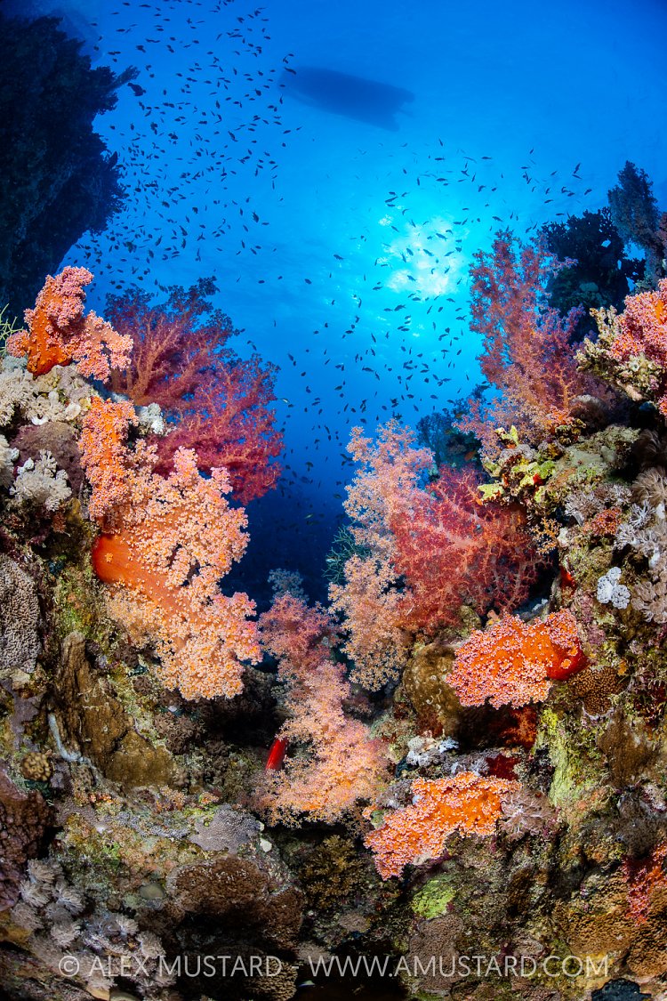 Soft Corals Below Zodiac Boat, Egypt