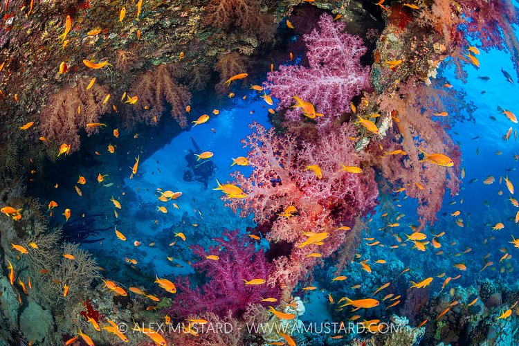 Soft Corals On the Dunraven Wreck, Egypt