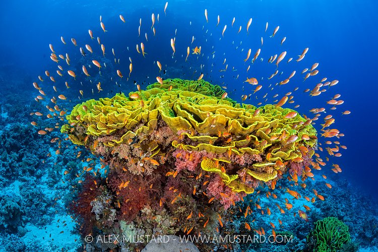 Cabbage Coral And Anthias, Egypt
