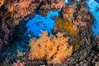 Coral Reef Scene, Egypt