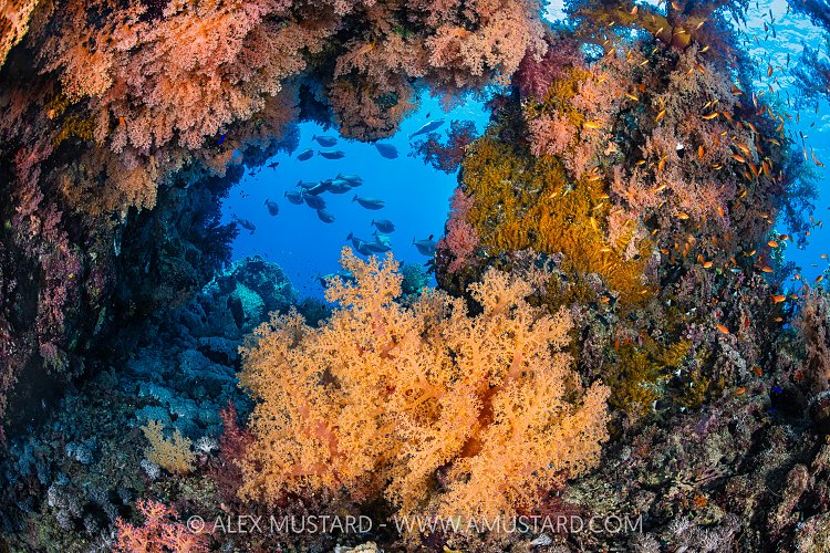 Coral Reef Scene, Egypt