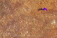 Dottyback Over Coral, Egypt