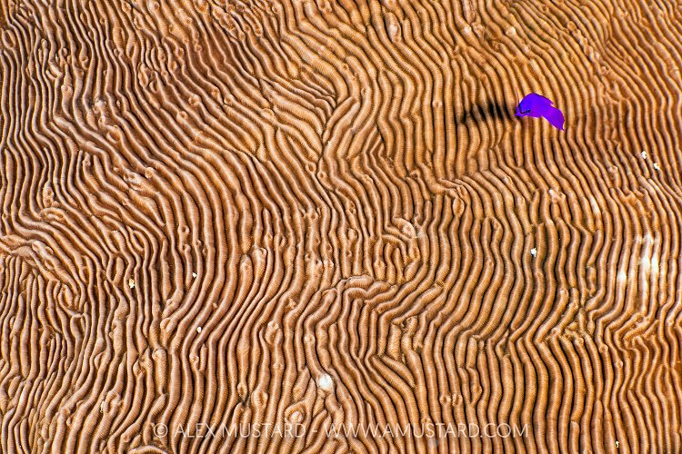 Dottyback Over Coral, Egypt