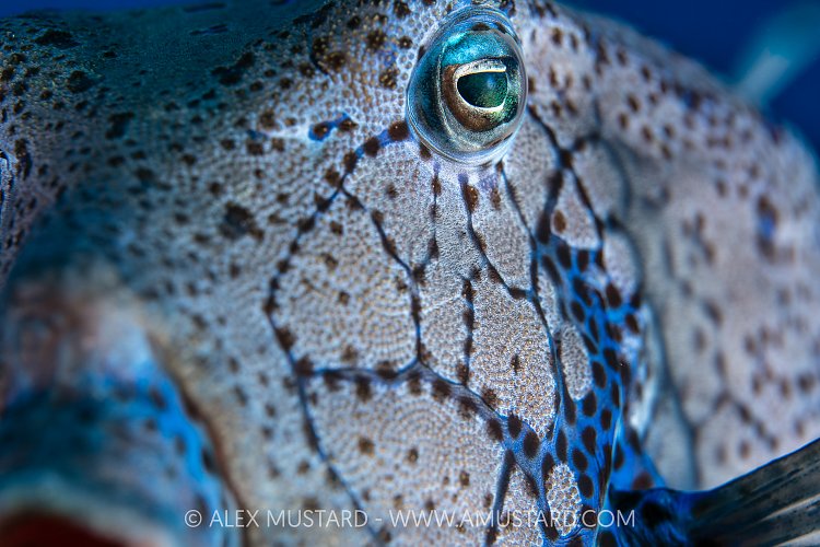 Boxfish Portrait, Egypt