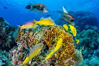 Goatfish Hunting, Egypt