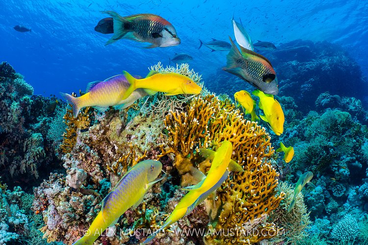 Goatfish Hunting, Egypt