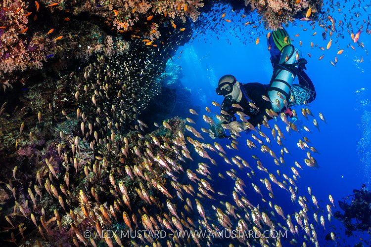 DIver And Glasfish, Egypt