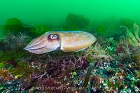 Cuttlefish On The Move, UK