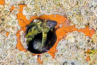 Pair Of Montague Blennies, UK