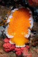 Huge Nudibranch, Canada