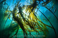 Kelp Canopy In Sunlight, Canada