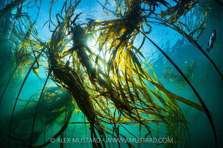 Kelp Canopy In Sunlight, Canada