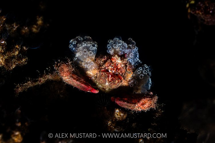 Decorated Crab, Canada