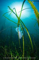 Climbing Towards The Sunburst, Canada