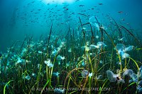 Nudibranchs In Meadow, Canada