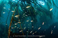 Schooling Juvenile Rockfish In Kelp, Canada