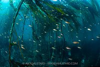 Schooling Juvenile Rockfish In Kelp, Canada