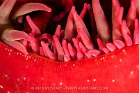 Anemone Detail, Canada