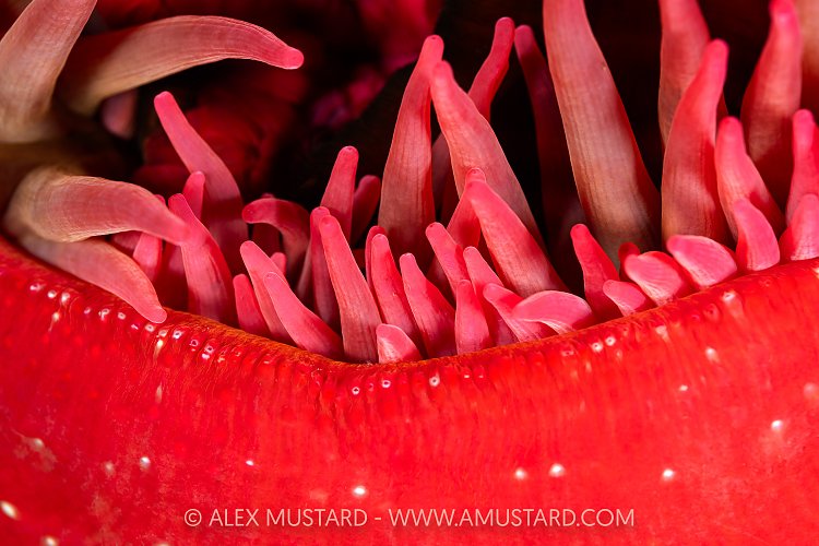 Anemone Detail, Canada