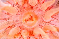 Anemone Mouth, Canada