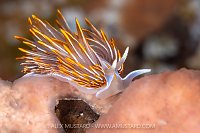 Opalescent Nudibranch, Canada
