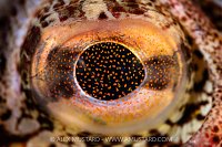 Red Irish Lord Eye, Canada