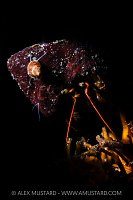 Moody Maroon Hermit, Canada