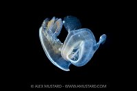 Free Swimming Nudibranch, Canada