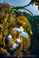 Hooded Nudibranchs On Kelp, Canada