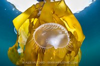 Hooded Nudibranch On Kelp, Canada