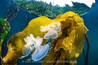 Hooded Nudibranchs On Kelp, Canada