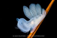 Hooded Nudi On Kelp Stipe, Canada