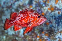 Vermilion Rockfish, Canada